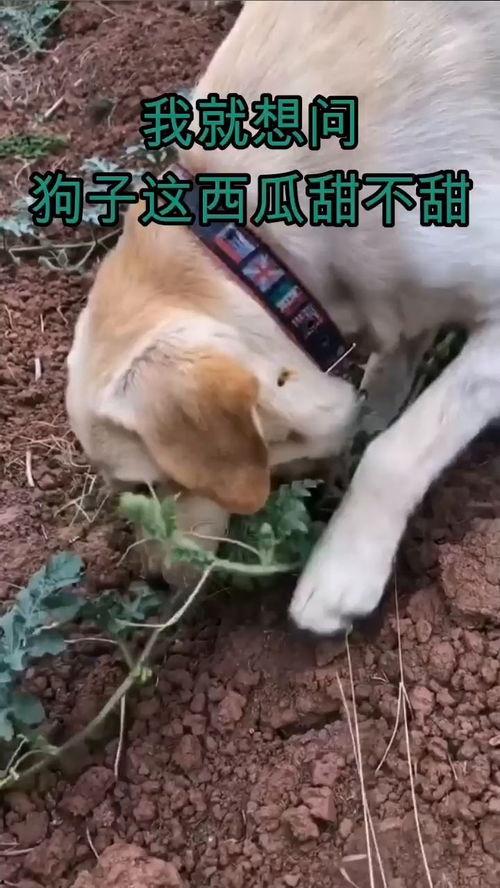 吃瓜不忘狗子,揭秘娱乐圈背后的温馨瞬间  第1张